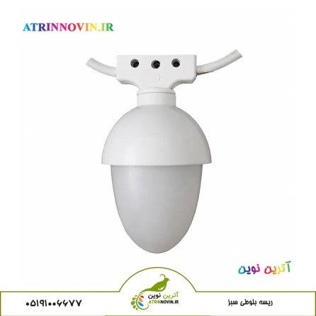 ریسه بلوطی سبز